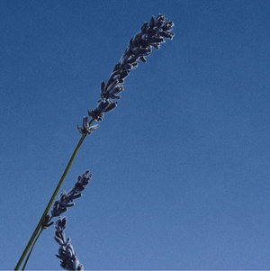 701 Eucalyptus, Coriander, Cypress Eau de Parfum